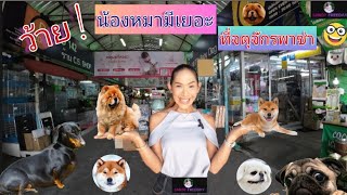 น้องหมาเยอะมากหลายสายพันธุ์ที่จตุจักรพาซ่า #dog #cat #bangkok #thailand #chatuchak #chatuchakmarket