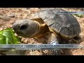 Desert tortoises available for adoption