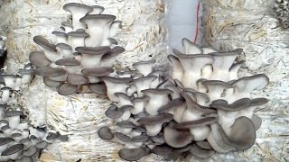 Вешенка на сене (видеоотчёт) Вешенка на сене (видеоотчёт)
