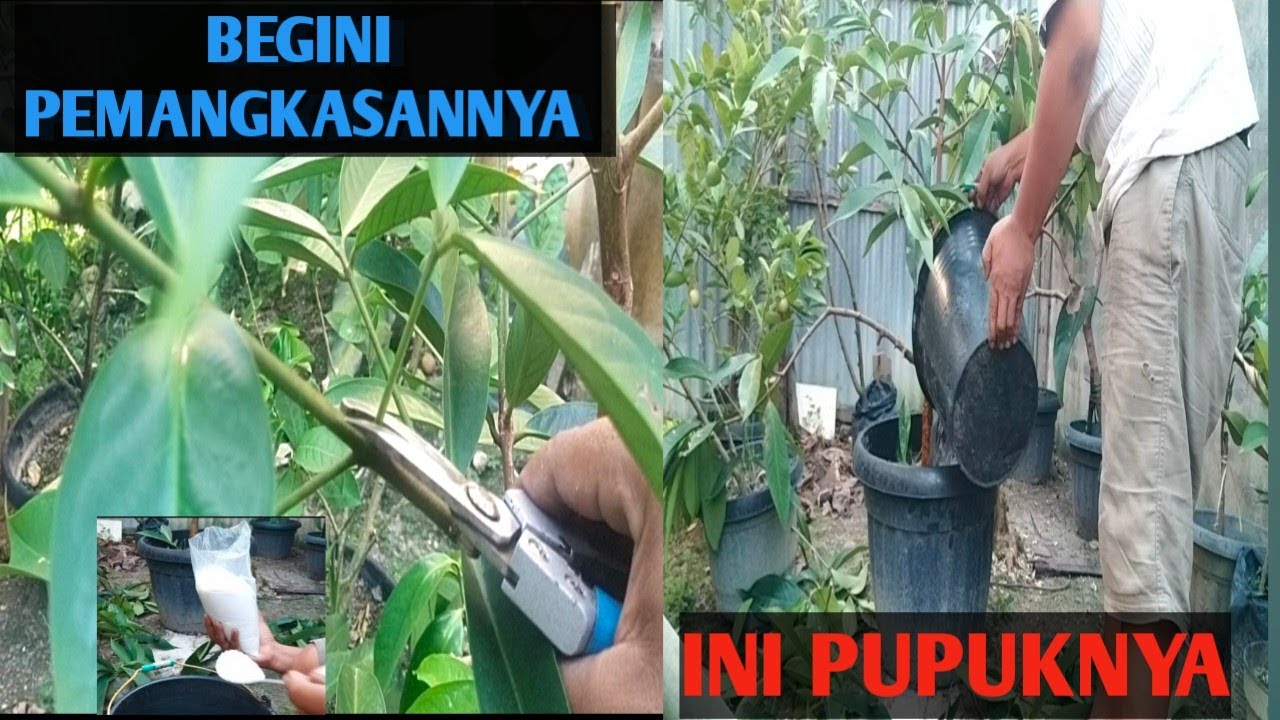 cara pemangkasan jambu air Jamaika dalam pot