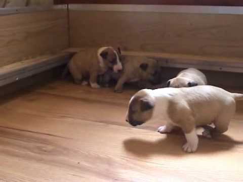 Dancing With The Bulls Kennel Miniature Bull Terri...