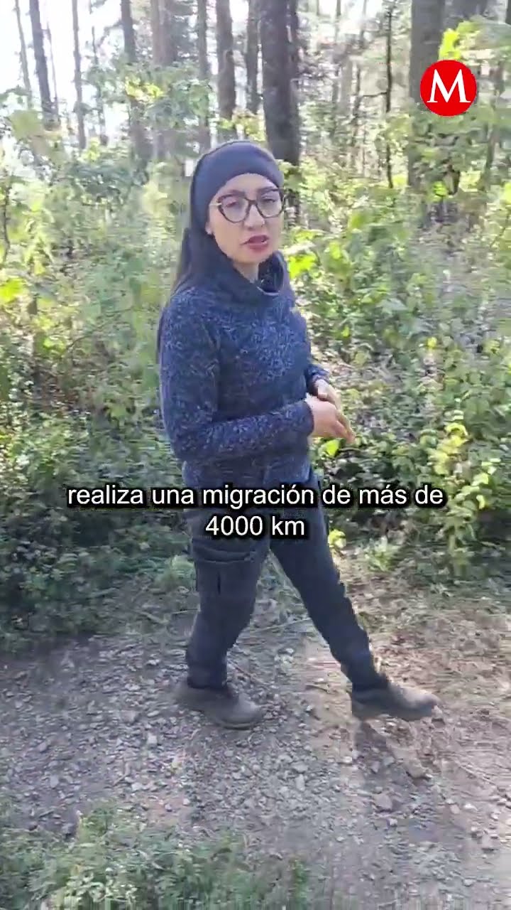 La migración de la mariposa Monarca a México está en peligro