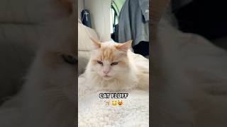 Our Cats vs. Endless Fluff in the Motorhome! 🐾🚐 #motorhomelife  #funnycats