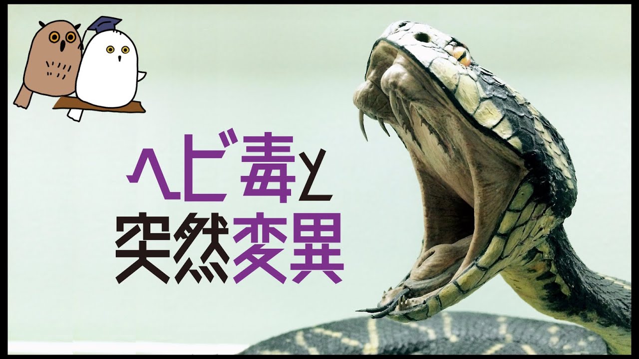 ゆっくり解説 突然変異5選 新遺伝子はどうやって生まれるのか 進化 遺伝子 科学 Youtube