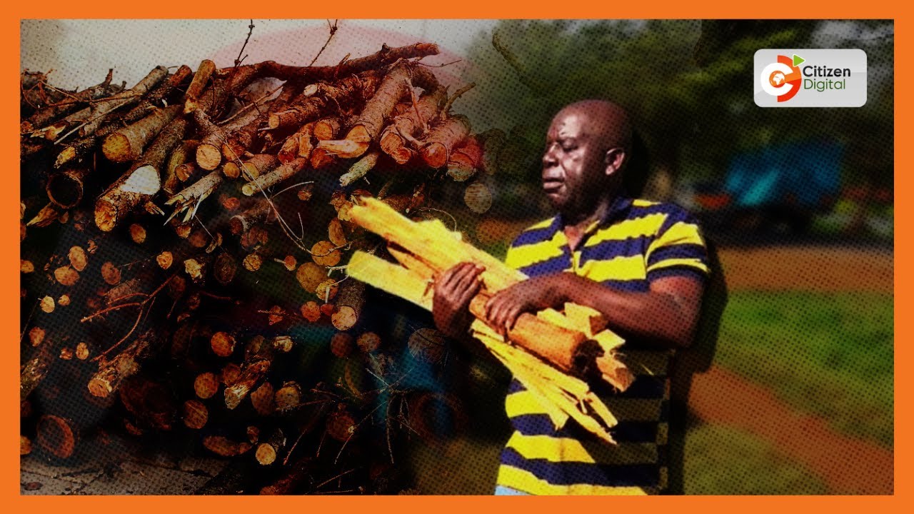 Aliyekuwa naibu gavana wa Vihiga Caleb Amaswachi sasa anauza kuni