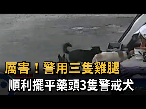 毒犯養3土狗 警備酥炸大雞腿收服緝毒成功－民視台語新聞