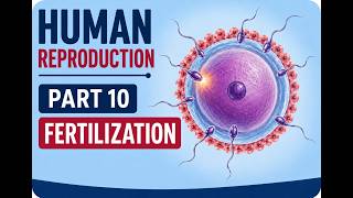Fertilisation
