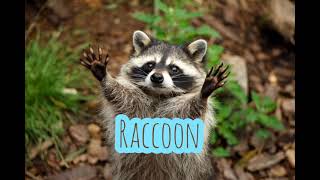 Raccoon