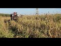 Sorghum bicolor harvesting  combine harvester  cover crop and forage seed production eps09