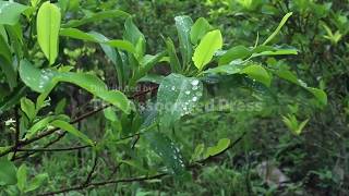 Perus coca cultivation declines as authorities warn traffickers may be shifting to illegal mining
