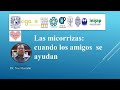 Las micorrizas: cuando los amigos del suelo se ayudan