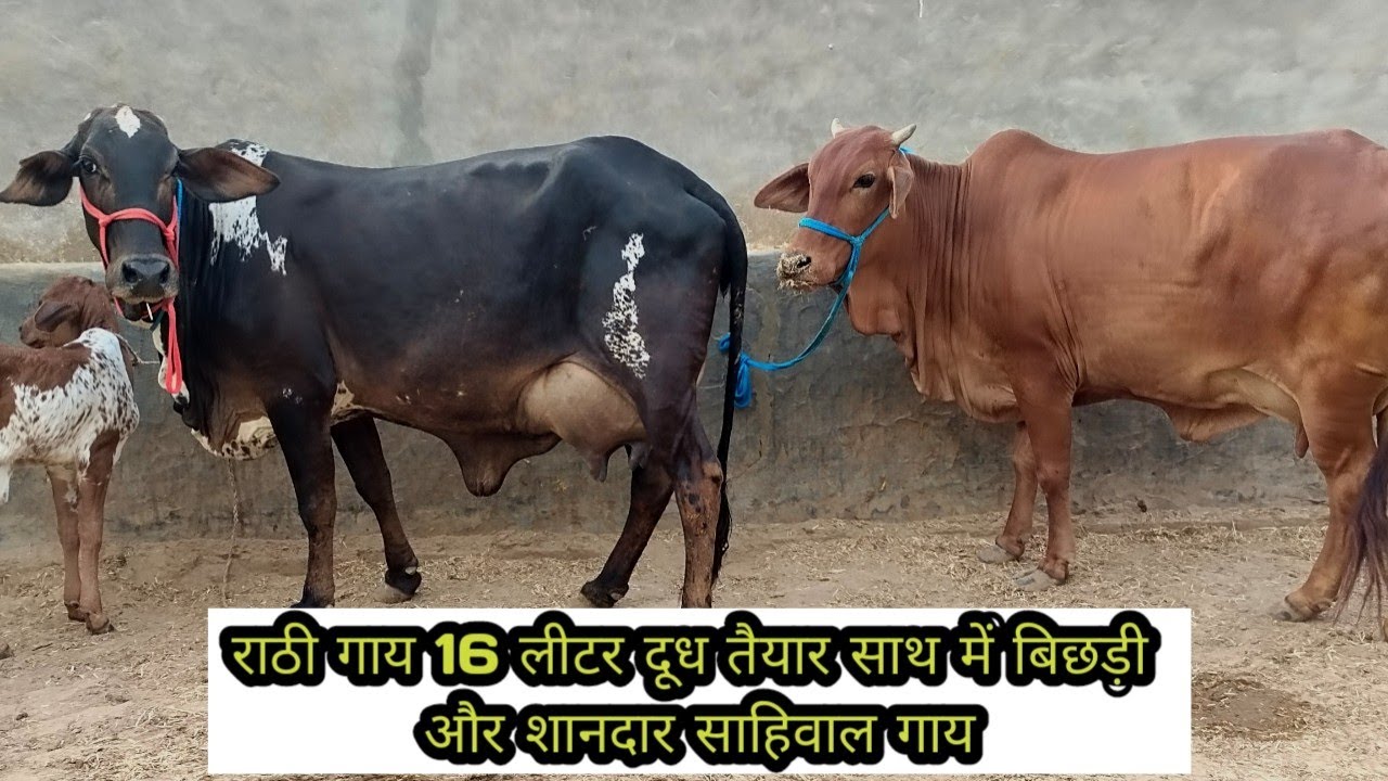 Top quality 2cows for sale rathi Sahiwal Mangal dairy farm new