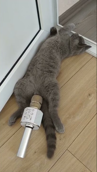 Cat Farting on mic 😹😹😹 #Shorts