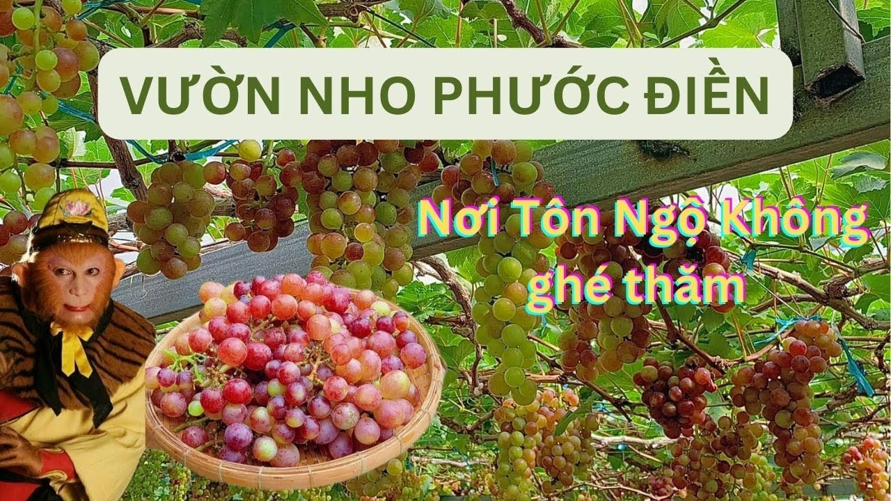 Vườn nho Phước Điền|Nơi Tôn Ngộ Không đến thăm