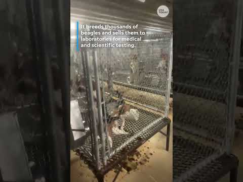 Activists take 23 dogs from Wisconsin beagle farm accused of cruelty