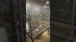 Activists take 23 dogs from Wisconsin beagle farm accused of cruelty