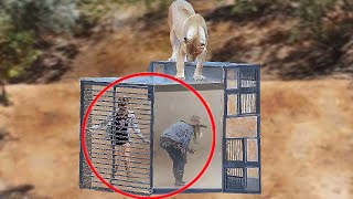 MOST INTENSE  Human Wild Animal Encounters! (Humans Encounter Animals in the Wild Compilation)