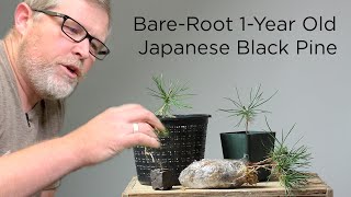 Bonsaify | Tips for Bare Root 1 Year Old Japanese Black Pine