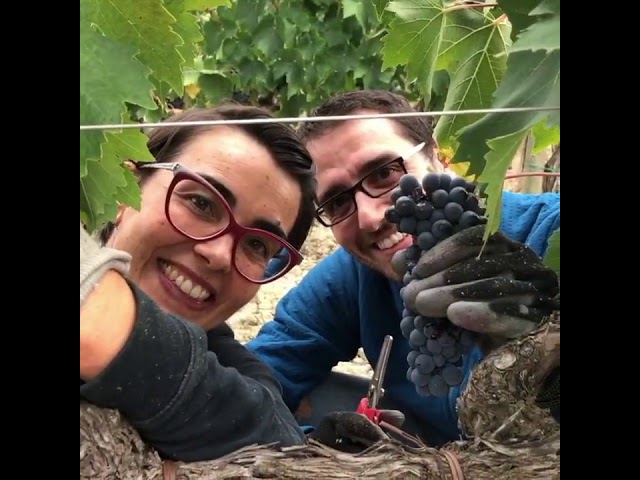 Vendemmia 2020, Donatella Cinelli Colombini, Trequanda e Montalcino, Toscana, Italia