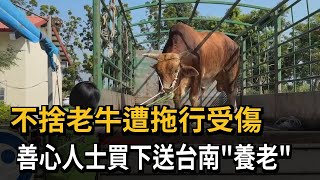 不捨老牛遭拖行受傷 善心人士買下送台南「養老」－民視新聞