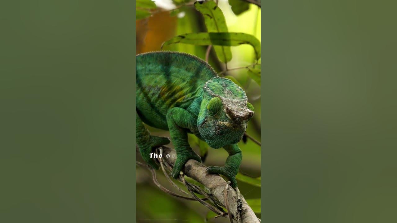 How Do Chameleons Change Colors? 🦎 Chameleon Changing Colour Explained