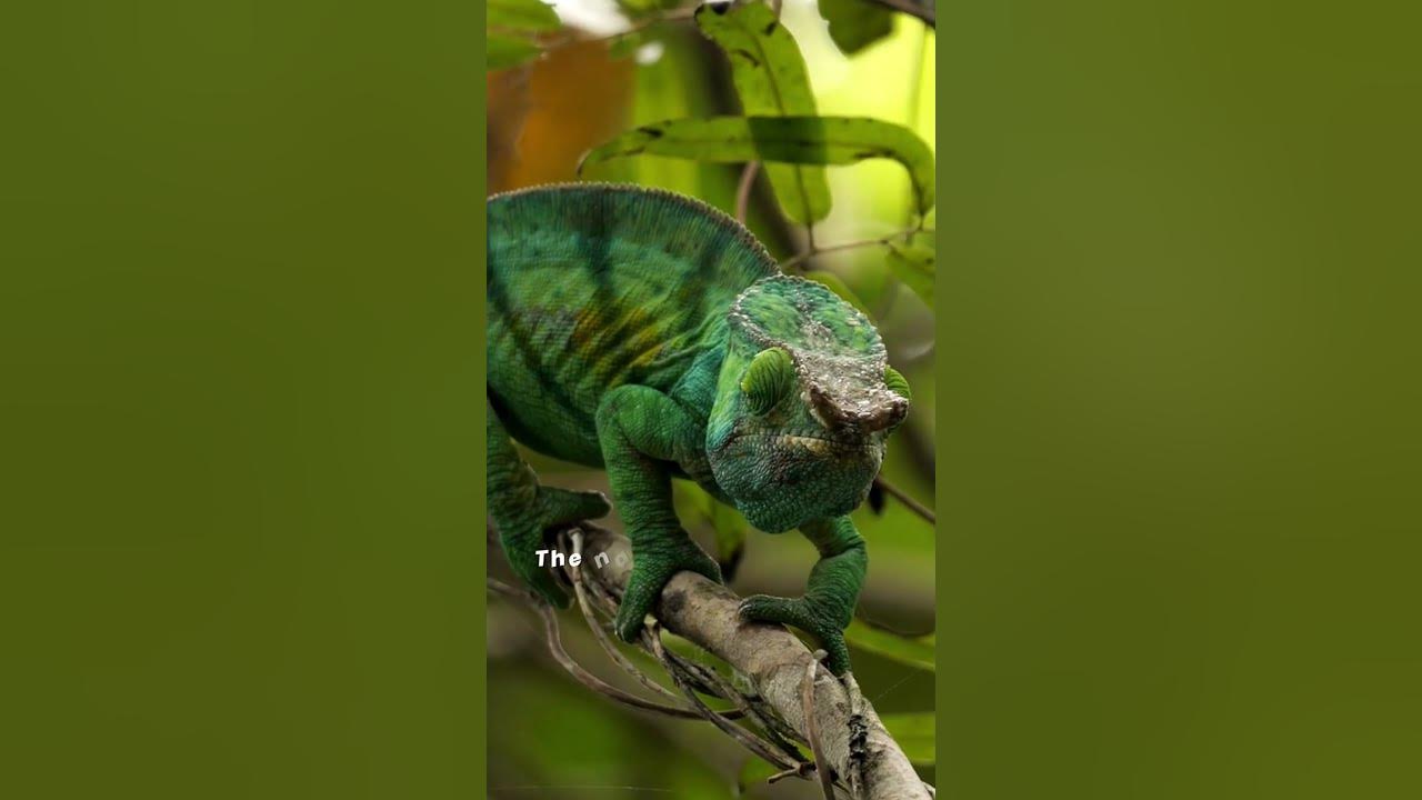 How Do Chameleons Change Colors? 🦎 Chameleon Changing Colour Explained