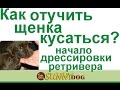 Как отучить щенка кусатся  и начало дрессировки щенка ретривера