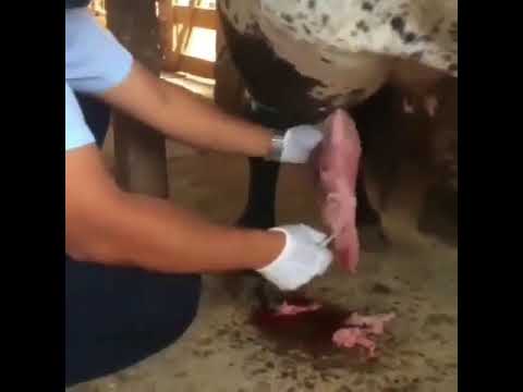 Cow abscess being popped