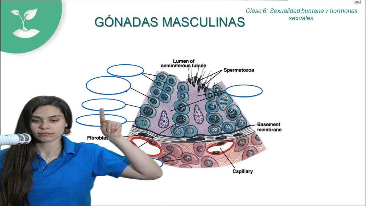 Clase 25 PSU Biología 2015: Repaso Sexualidad humana y Hormonas sexuales clases online gratis
