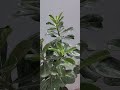 know about desert rose#trendingshorts #video #adenium#succulent#garden #youtubeshorts