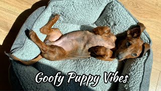 Goofy mini dachshund puppy