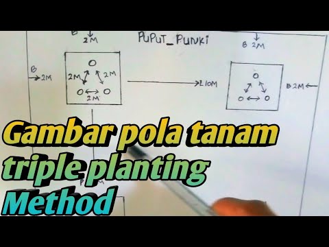 Video: Antara Pokok Oak