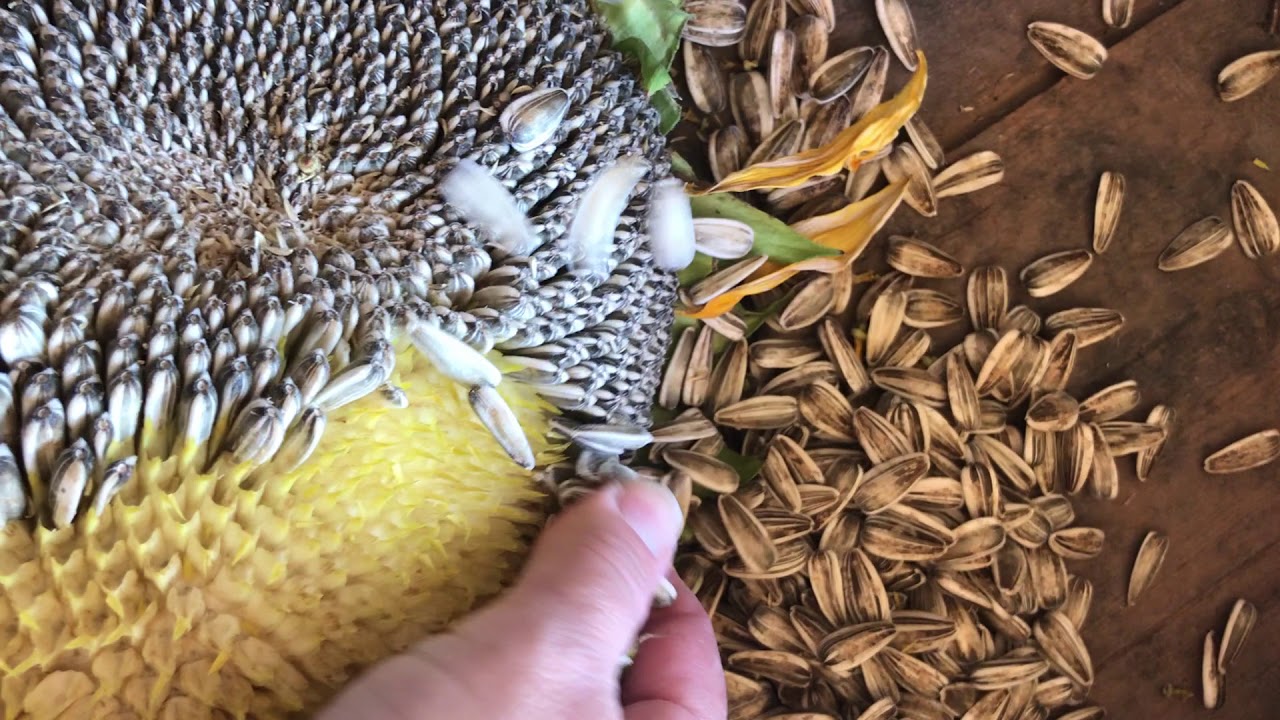 Where Do Sunflowers Seeds Come From? 