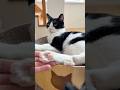 ピンクの肉球をぷにぷにしたら… #猫 #cat #かわいい