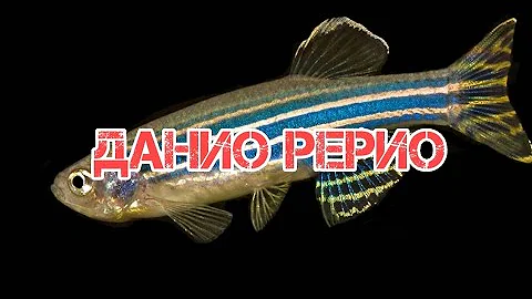 ДАНИО РЕРИО. СОДЕРЖАНИЕ И РАЗВЕДЕНИЕ
