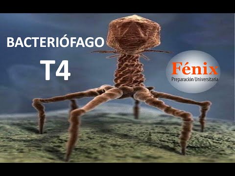 Vídeo: Estructura Y Montaje Del Bacteriófago T4 Cabeza