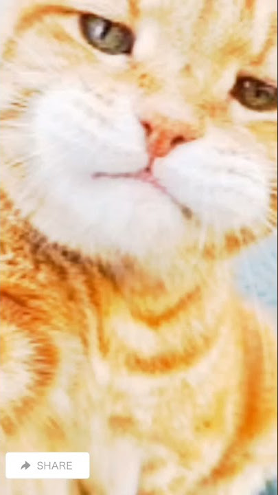 Kucing Oren Barbar | Story Wa Kucing lucu #Shorts #palpalepale #kucingorenbarbar #kucinglucu