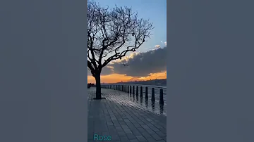 انت عمري ام كلثوم حالات واتس اب ستوري انستا 