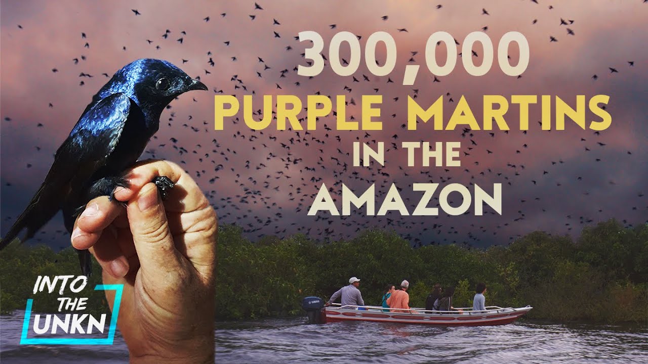 300,000 Purple Martins in the Amazon