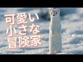 【オコジョ（ヤマイタチ）】- 可愛い動物森の小さな冒険家たちの魅力に迫る！