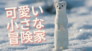 【オコジョ（ヤマイタチ）】- 可愛い動物森の小さな冒険家たちの魅力に迫る！