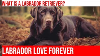 Labrador Retriever Facts You Didn't Know!