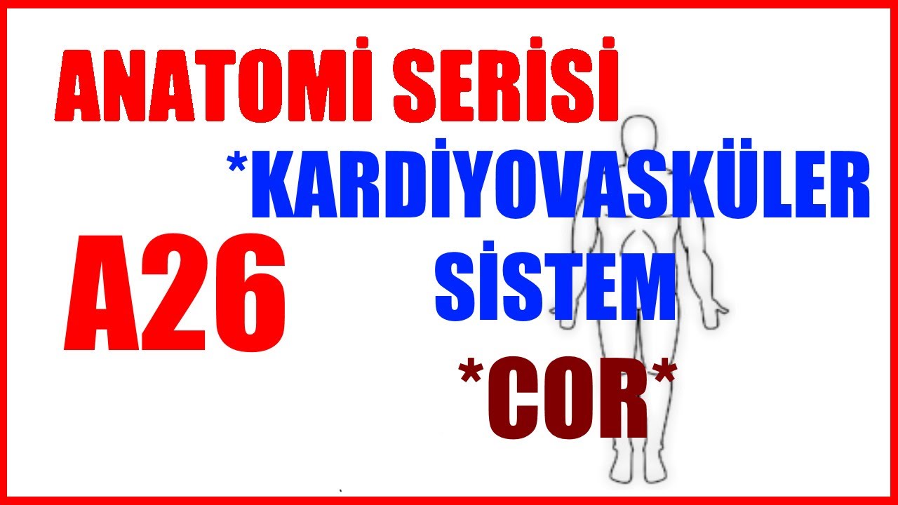 Kalbin Anatomisi A26 (Anatomi Serisi) | Kardiyovasküler Sistem