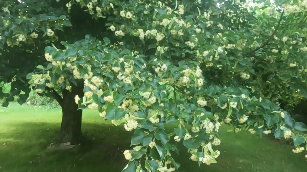 Lipy rozkwitły ale co z nektarem?