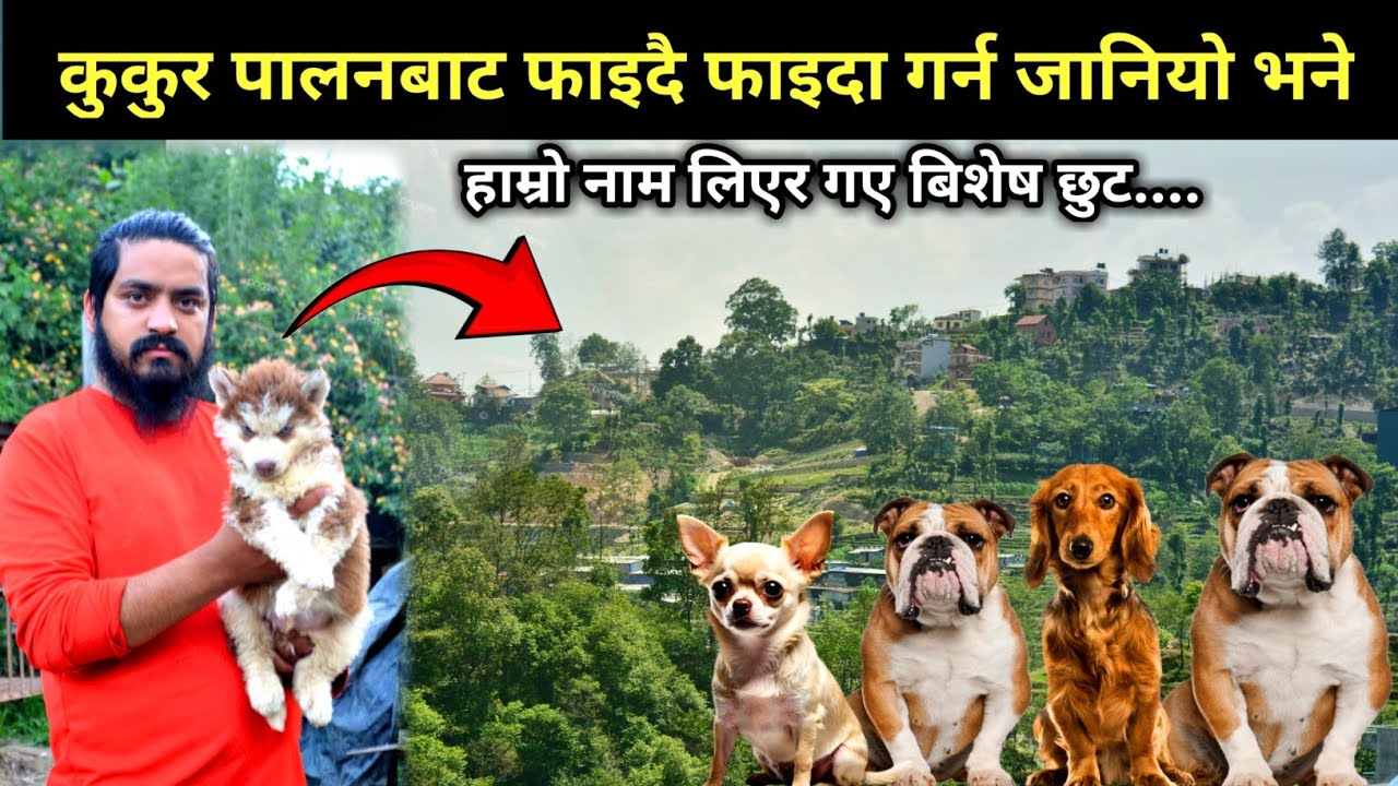 कुकुर  पालनबाट फाइदै फाइदा पाल्न जानियो भने - Dog breeds in Nepal -Dg breeder - Purkhauli Tv