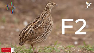 صوت مخيف لصيد الفري السمان/ Scary sound of quail fry hunting