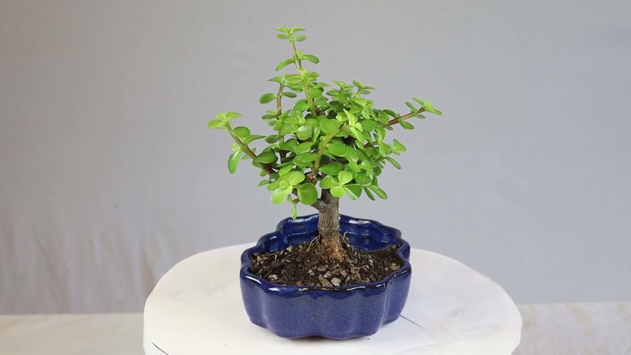 Dwarf Jade (Portulacaria Afra) Indoor Bonsai Zen Reflections