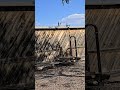 Turn up the Volume! Quail call. He almost fell off the fence. #birdsong #Quail #desertlife