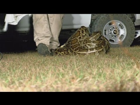 Wounded veterans unite through hunting pythons
