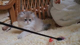 Blue golden British Longhair female by Diana's Dream cattery 170 views 10 months ago 15 seconds